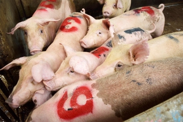 Thịt lợn Giả được lấy từ những con lợn nuôi kém chất lượng