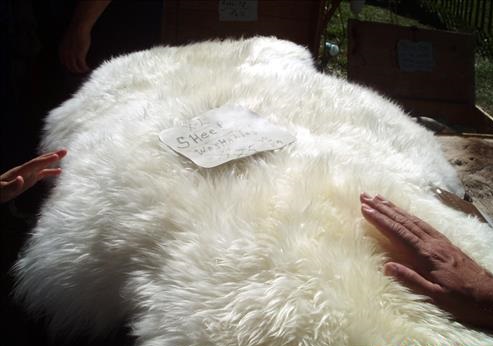 Cảm nhận chăn lông cừu bằng tay để phân biệt chăn lông cừu thật giả