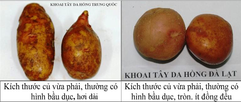 Phân biệt khoai tây Trung Quốc- khoai tây Đà Lạt