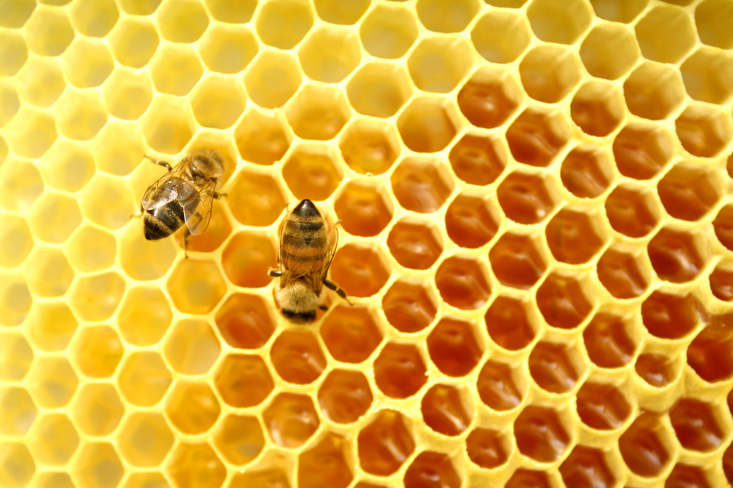cách phân biệt mật ong rừng