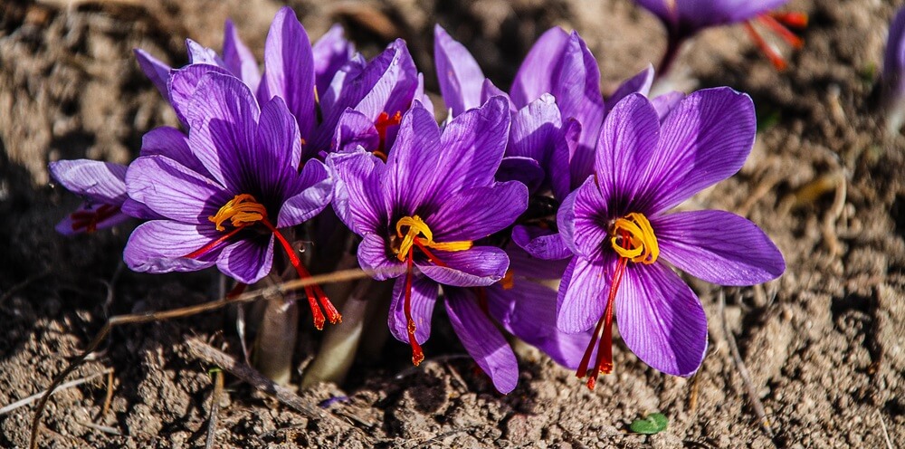 5 Cách Phân Biệt Nhụy Hoa Nghệ Tây Saffron Thật Và Giả