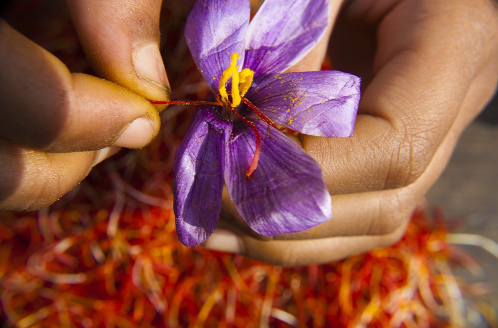 Nhụy hoa nghệ tây - Saffron có thật sự thần thánh không mà chị em nào cũng rủ nhau mua về làm đẹp? - Ảnh 3.